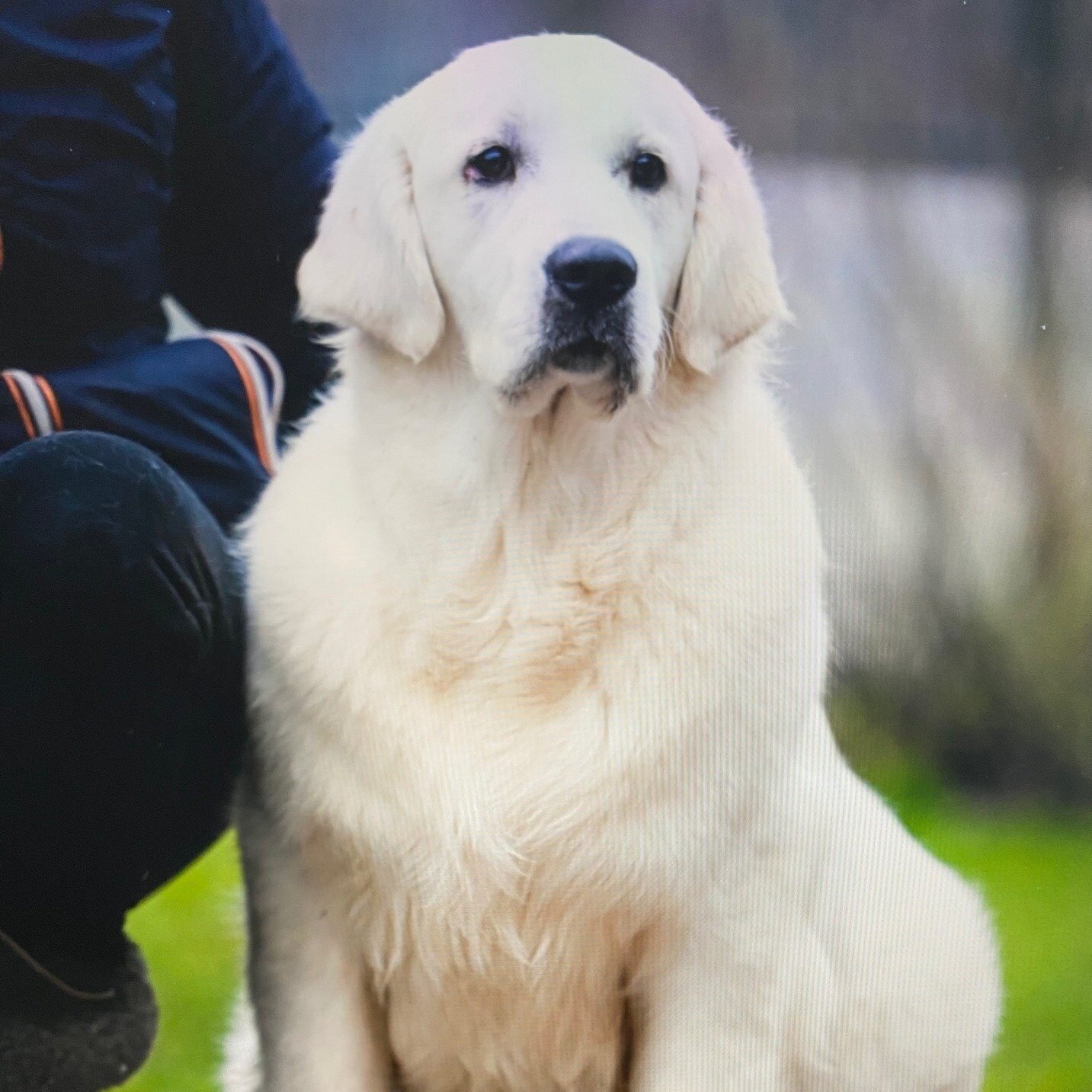 Photo of Lucy, a parent at Southern Nevada Goldens