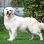 An English cream golden retriever posing