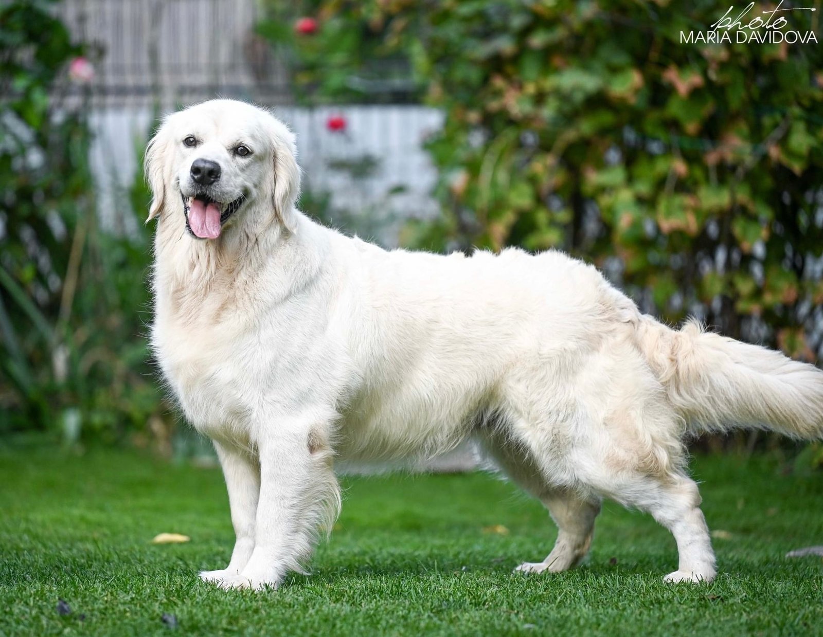 An English cream golden retriever posing