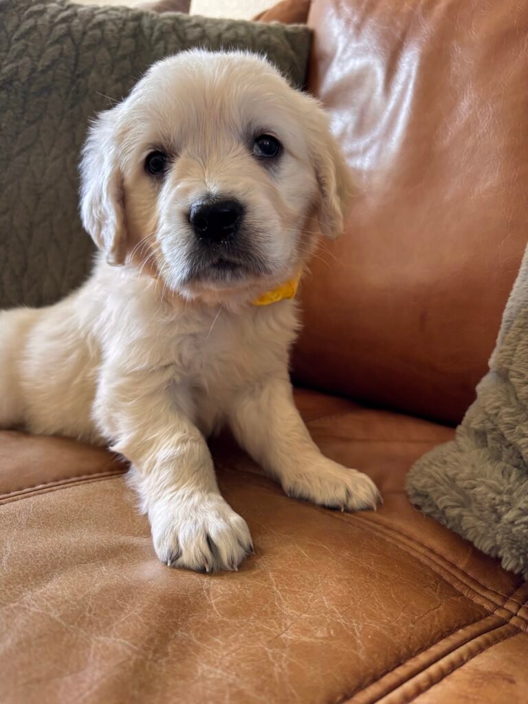 Yellow boy