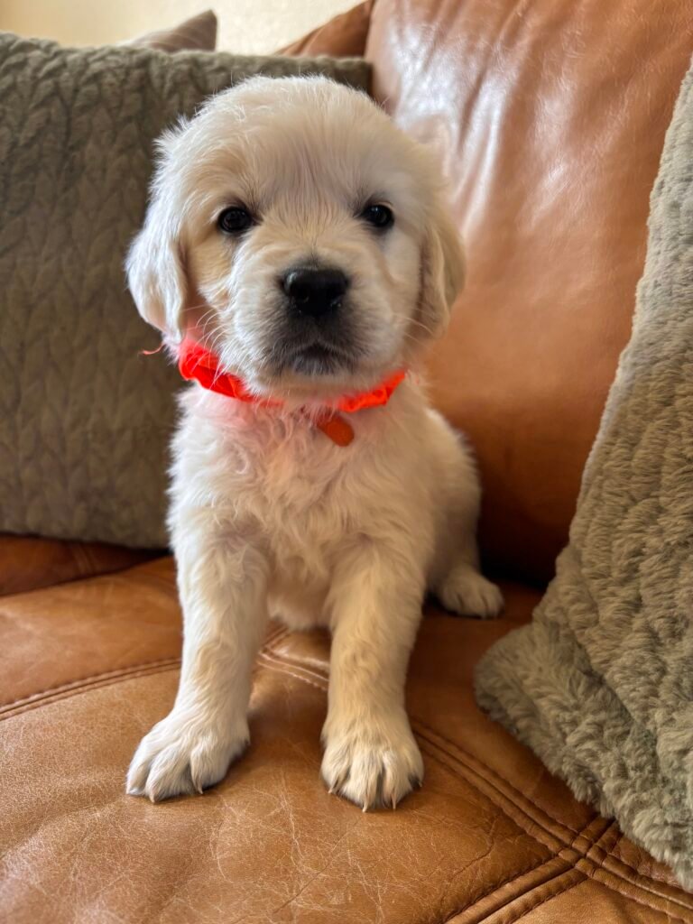 Orange boy
