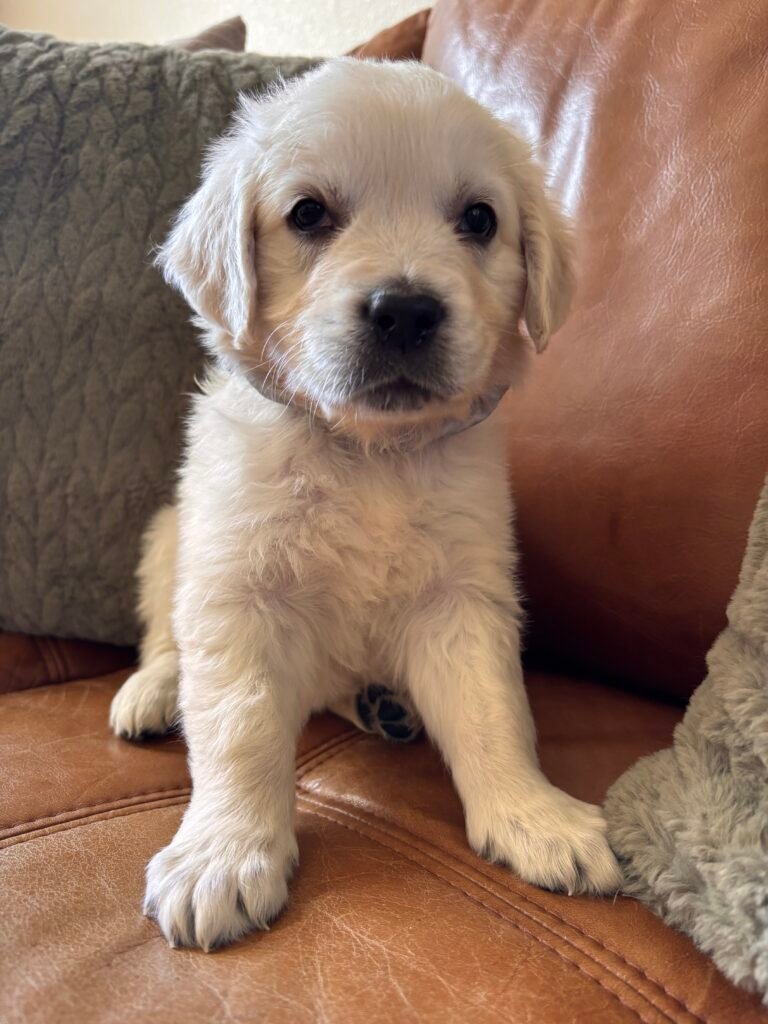 Gray boy