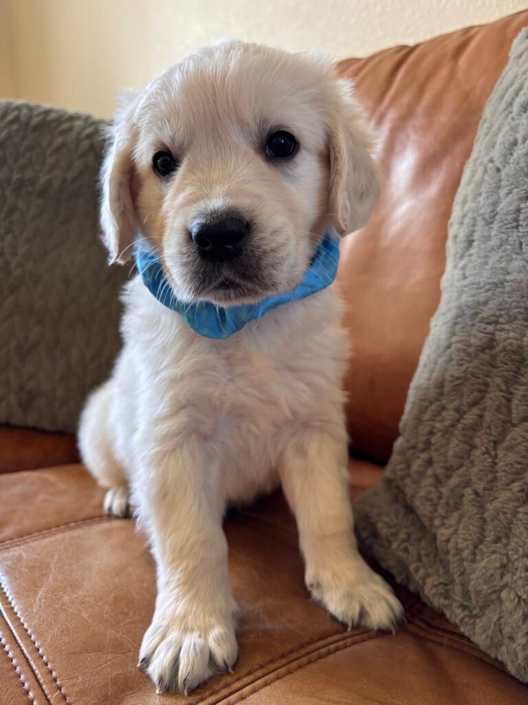 Light blue boy