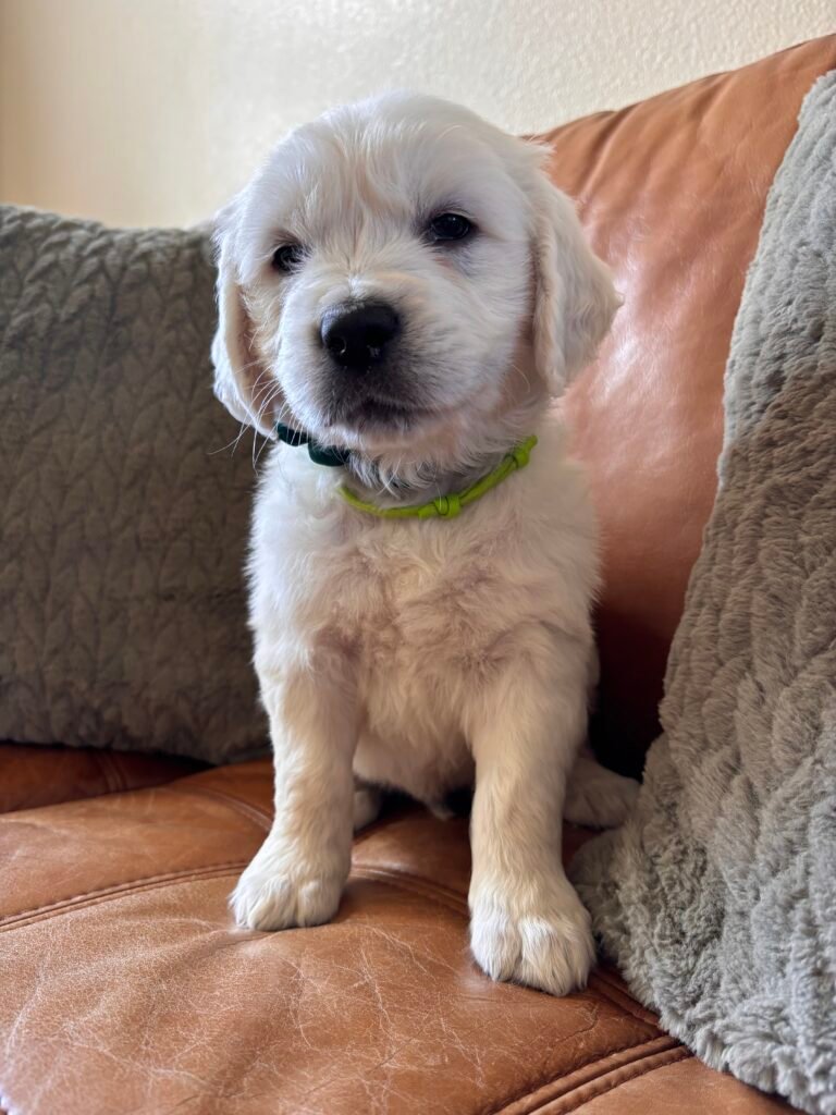 Green boy