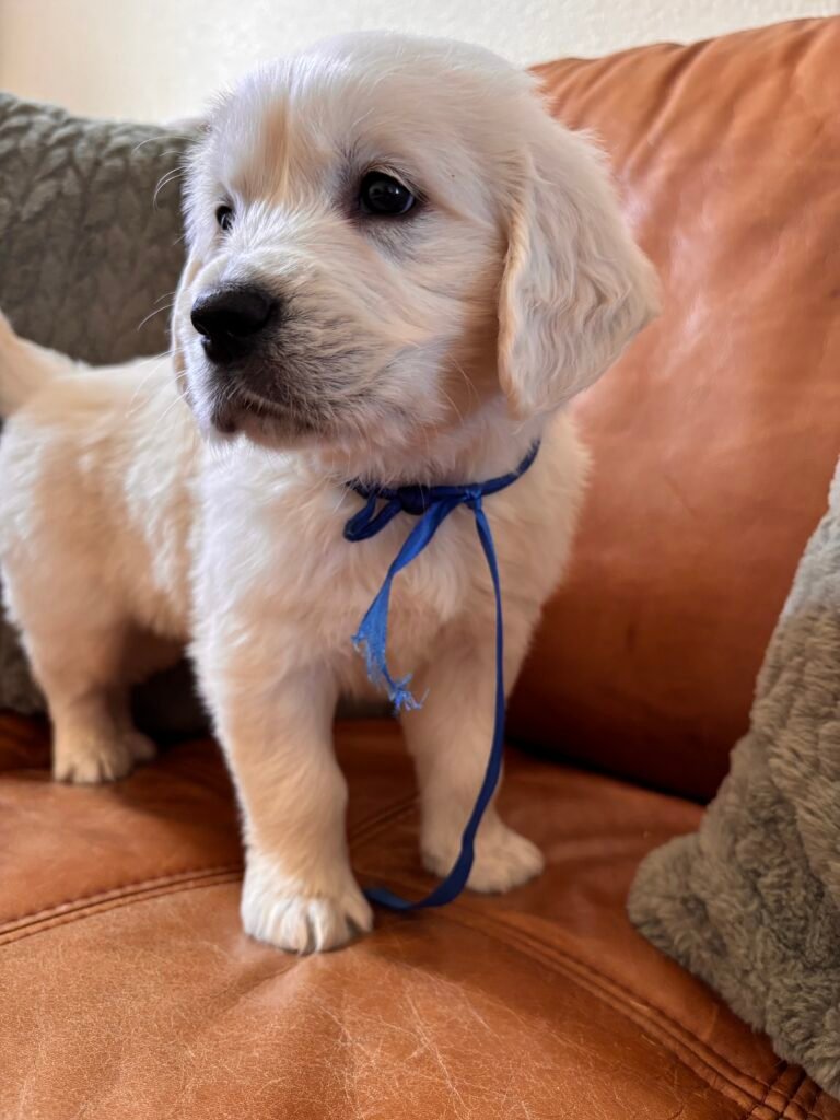 Blue boy