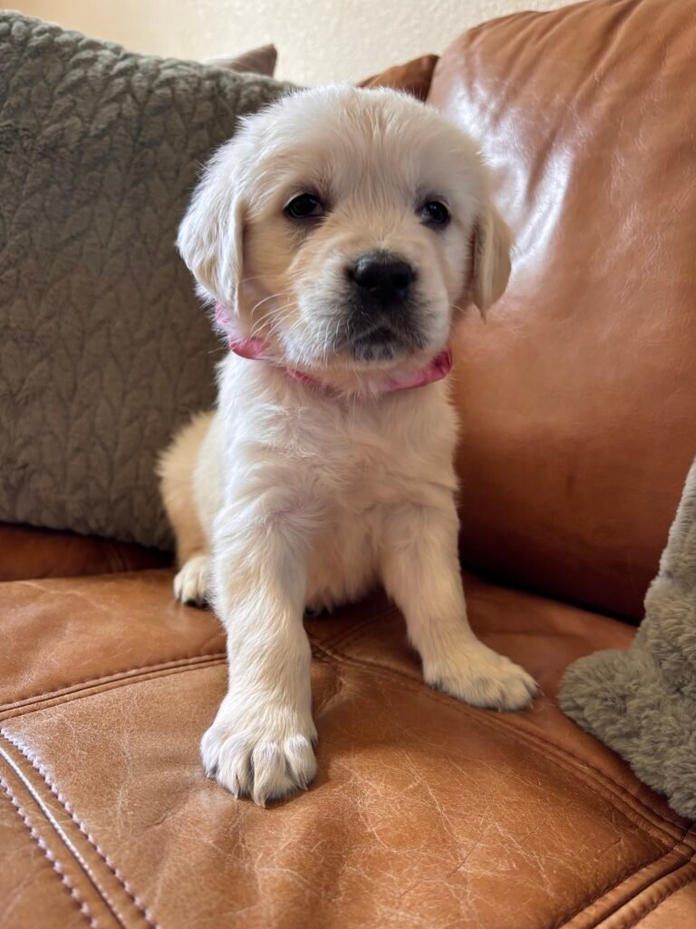 Pink girl
