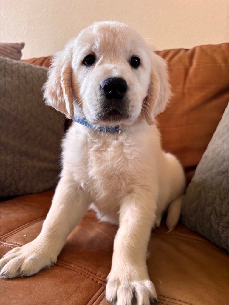 blue boy