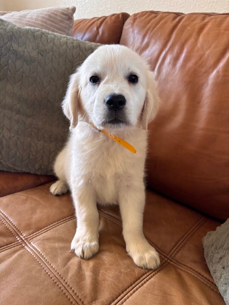 Yellow boy