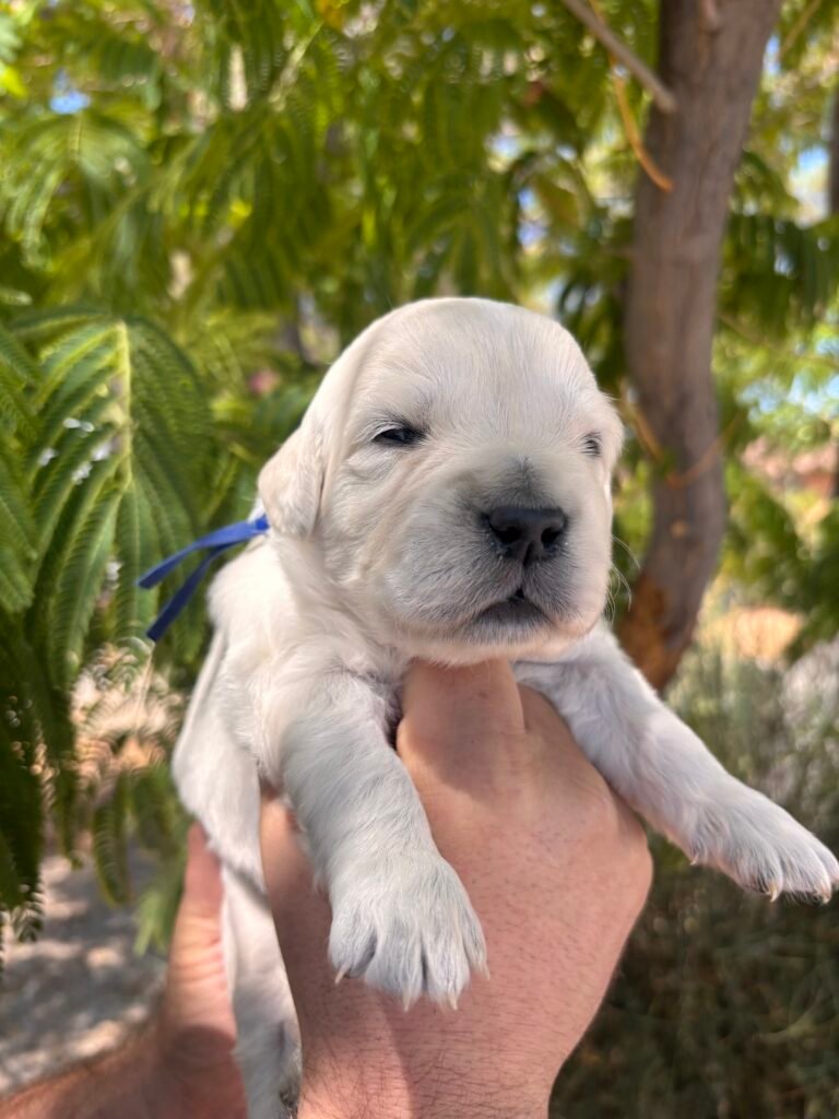 Blue boy