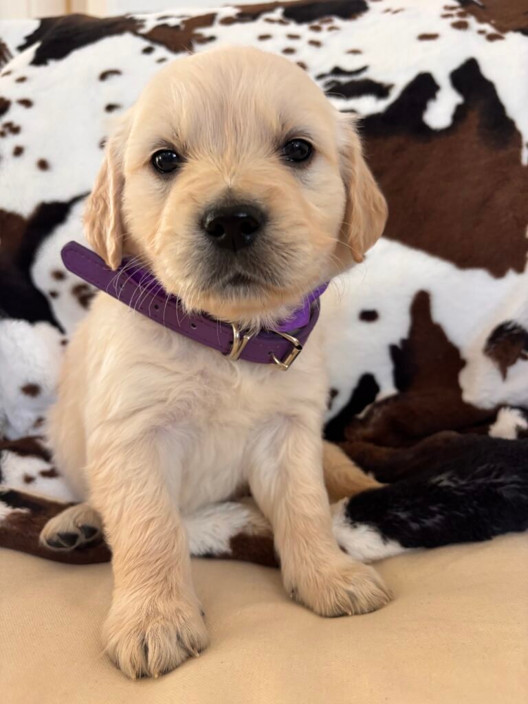 Purple girl