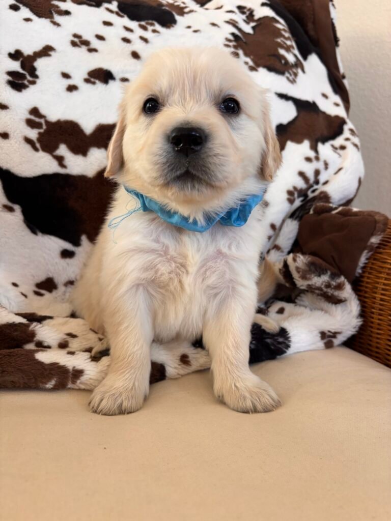 Blue boy