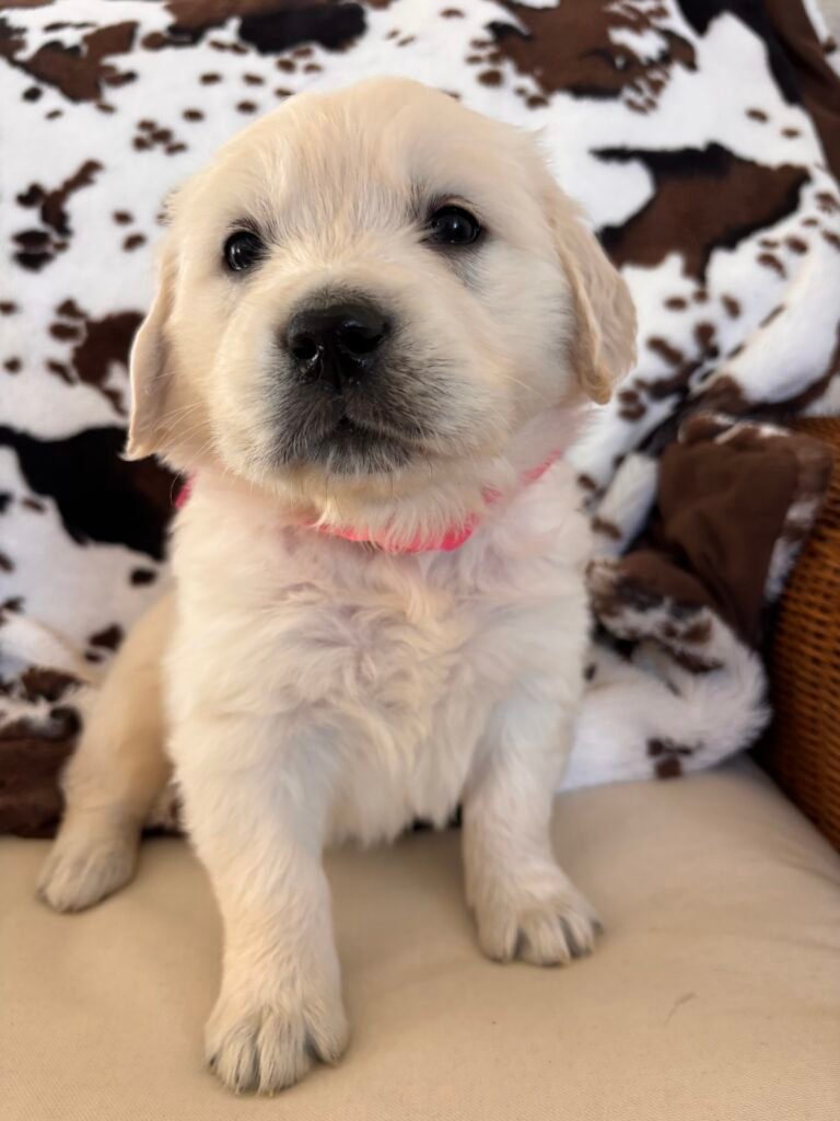 Pink girl